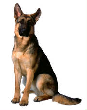 American Soc. for Prevention of Cruelty to Animals